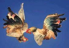 Vtg Cold Painted Mid-Century Fighting Cocks Rooster Chicken Figure Signed Italy picture