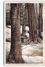 Making Maple Sugar Buckets Full of Sap WB Postcard Vtg Unposted picture