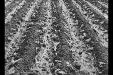 Photo:Tom Green County Texas 1939 Young Lettuce Truck Gardening FSA picture