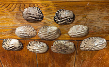 SALE Mother Of Pearl river Shells Lot Of 9 coastal decoration & More picture