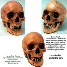 Aged Distressed Human Skull-Life Size Replica Relic Earth Brown #3093-9010 USA picture