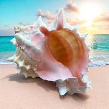 Large Murex Conch Seashell Rare Natural Pink White Decorative Ocean Sea Shell picture