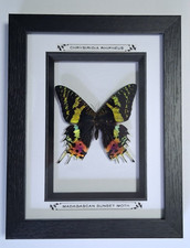 Taxidermy Real Framed Madagascan Sunset Moth In Black Wooden Frame/Entomology picture