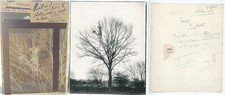 RARE 1890s Kearton Glass Negative & Print Pair: Photographing Crow Nest in Tree picture