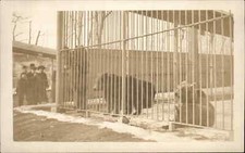 Captive Bear in Cage at Zoo c1910 Amateur Real Photo Postcard #2 picture