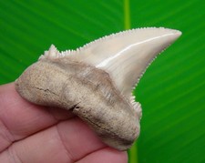 AURICULATUS Shark Tooth 2.34” REAL FOSSIL - KAZAKHSTAN RARE picture