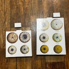 Fabienne Jouvin Paris - Sea Urchin Specimens - Set Of Decanters (rare) Tozai picture