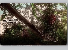 c1910 Cable Bridge over Scioto River Columbus Ohio OH RPPC Real Photo Postcard picture