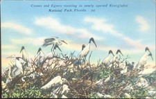 1961 Everglades National Park Postcard Cranes Egrets Florida picture