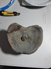 Huge XXL Megafauna VERT BACKBONE ICE AGE EXTINCT picture
