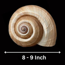 Large Natural Tonna Olearium Jumbo Seashell Brown Rare Real Beach Deco 8