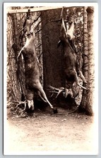 RPPC Postcard Hunting Deer Kill Whitetail Huge Racks Truckee Calif. *8846 picture