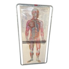 Denoyer-Geppert Thin Man Anatomy Chart Overlays Double Sided Medical Teaching picture