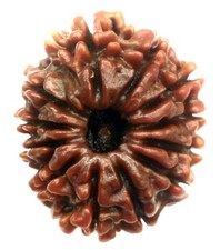 12 Mukhi Rudraksha - Collector Size - 26.35 mm - Nepal - IGL Certified picture