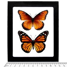 Danaus PLEXIPPUS + GILIPPUS monarch butterfly and mimic framed butterflies USA picture