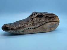 American Alligator Head Closed Mouth 5-6 Inches Genuine Documentation Included picture