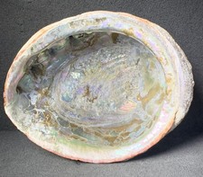Large Natural unpolished Abalone Shell, Green, Pink, 7 1/2” X 6 1/4”, Beautiful picture