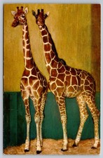 Brookfield Illinois Reticulated Giraffe at Chicago Zoo Vintage Postcard picture
