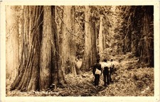 RPPC North Idaho Timber Hiking Ross Hall Real Photo Postcard Forest Vintage picture