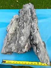 Texas Petrified Wood 35x17x7” Large Tropical Hardwood Log Brazos County Fossil picture