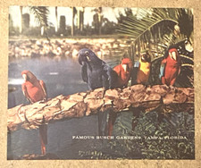Original 1963 BUDWEISER BEER sign translucent NOS replacement panel PARROTS picture