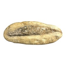 Prehistoric Lower Cretaceous Period Rhacolepis Fossil picture