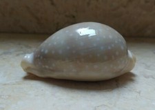 F Cypraea camelopardalis red Sea Shell 76mm F++++ Cypraeida lyncina nturl glossy picture