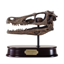 Velociraptor Dinosaur Skull Model 1/1 Scale (Life-Size) Replica by DinoStoreus picture