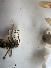 Vintage Entomology Insect Collection 1960s-80s Pinned Labeled Specimens Ohio 552 picture