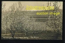 Rppc Pear Trees With Blossoms Rogue River Valley Or Ore Oregon Old Real Photo picture