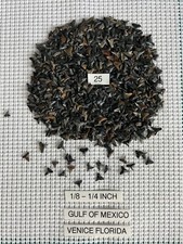 Lot Of 25 Fossilized 1/8 - 1/4 inch shark teeth from Venice Florida. ( GULF ) picture