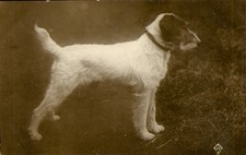 Dog Puppy Wire Haired poss. Fox Terrier RPPC Postcard Antique c1907 Real Photo N picture