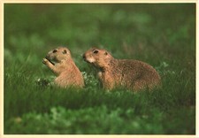 Blacktailed Prairie Dogs Animal Wildlife Chrome Postcard Sanborn Souvenir Unused picture