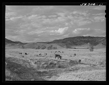 Photo:Birney Lame Deer Montana 1941 Grazing Land Cattle Pasture Landscape picture
