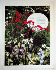 1938 Original Print Article 10x13 Garden Flowers Photography picture
