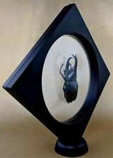 Fighting Beetle Male 70+ Floating Frame Curiosities Taxidermy Entomology gift picture