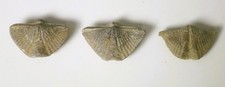 Fossils Mucrospirifer Brachiopods Devonian Paleozoic Period LOT OF 3 Pieces picture