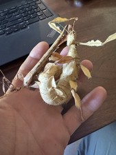 Macleay's Spectre (Extatosoma tiaratum)  Spiny leaf/ stick insect 50 ova /eggs picture