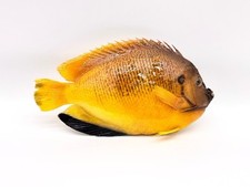 Y12 Real Fish Taxidermy Apolemichthys trimaculatus Half Skin Mount picture