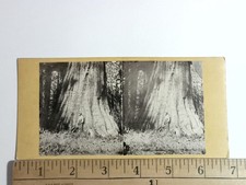Mariposa Big Tree Stereoview E. & H. T. Anthony & Co. California 1850s picture