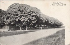Photo PC Orland California Umbrella Trees on Mills Street 1915 Glenn County picture