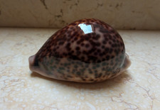 F cypraea pantherina HUGE SIZE 96.2 mm F++++F+++ specimen NICE red sea shell picture