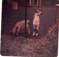 Old Vintage Photograph Goats At Knoebel's Park PA. 1974 picture