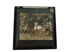 Kearton Glass Lantern Slide: African Serval Wild Cat in Foliage c1909 picture