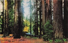 Postcard CA: Fall Leaves in the Redwoods, California Coast picture