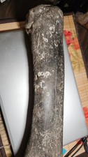 Whale rib or jaw bone 20 million years old picture