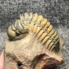 Crotalocephalus sp. Trilobite Fossil - Detailed Specimen ✅ picture