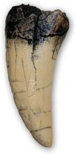 Authentic 5.5 Inch T. Rex Tooth Direct Cast Replica – Ideal Decor for Collectors picture