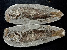 Pair of fossil fish ,perleidus, Jurong China picture