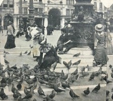  Venice, Italy Photo Stereoscope Card UNSUAL FEEDING PIGEONS Antique Vintage Old picture